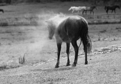 Close-up of horse standing on field