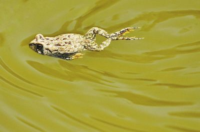 High angle view of a turtle in a lake