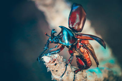 Close-up of fly