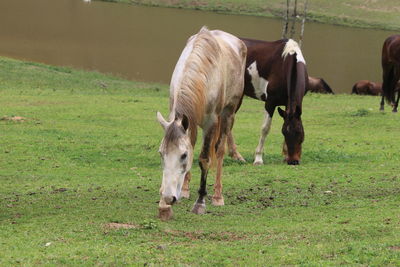 Horse grazing in field