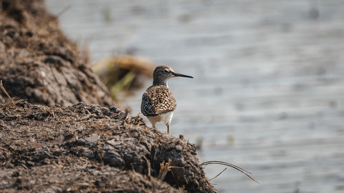 Close-up of bird perching on rock