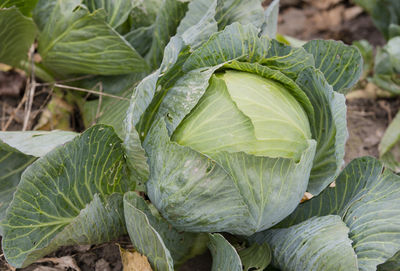 Close-up of fresh green leaf