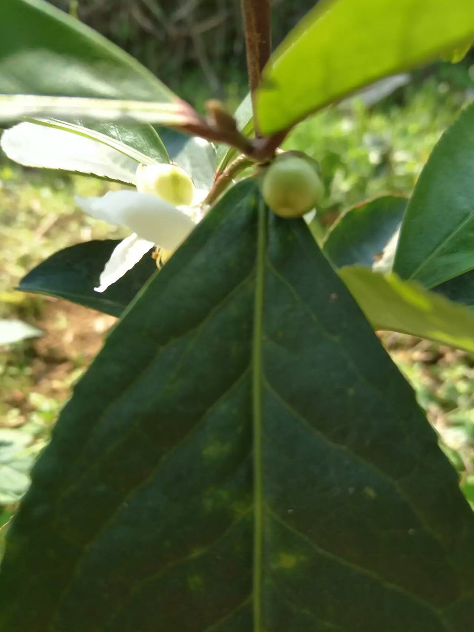 leaf, growth, green color, nature, plant, beauty in nature, close-up, day, no people, fragility, outdoors, freshness, tree, flower