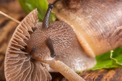 Close-up of snail on leaf