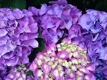 Close-up of purple hydrangea flowers