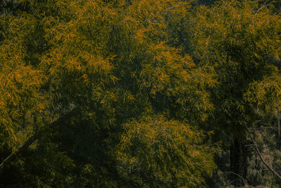 High angle view of flowering plants on land