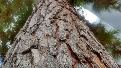 Close-up of tree trunk