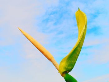 Low angle view of plant against sky