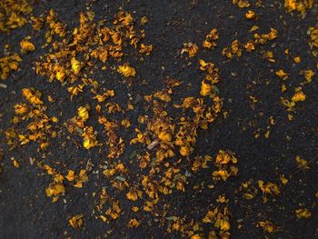 Full frame shot of autumn leaves