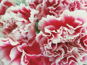 Full frame shot of pink roses