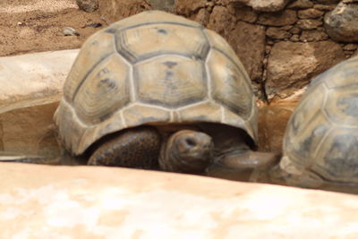 Close-up of turtle