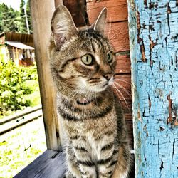 Close-up portrait of cat on wood