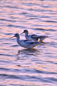 Duck swimming in lake