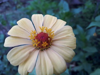 Close-up of flower blooming outdoors