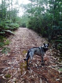 Dog on field against trees