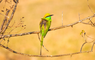 Close-up of bird perching on branch