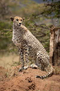 Cheetah sitting on rock formation