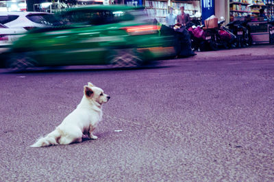 View of a cat sitting on road