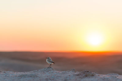 Bird at desert against orange sky