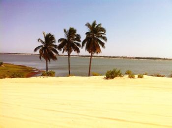 Palm trees on beach