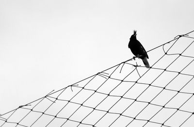 Low angle view of bird perching on metal against sky