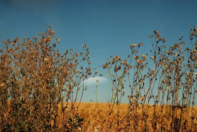 Plants growing on field against clear blue sky