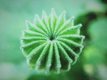 Close-up of green plant