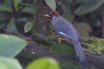 Close-up of bird perching on a tree