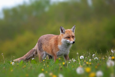 Portrait of a cat lying on grass
