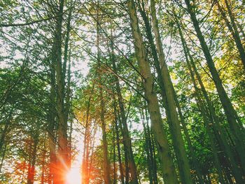 Low angle view of trees in forest