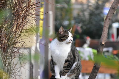 Portrait of a cat