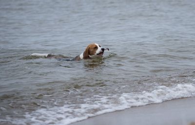 Dog swimming in sea