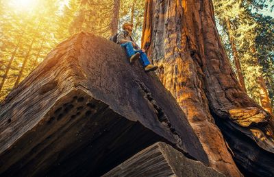 Low angle view of man sitting on wood in forest