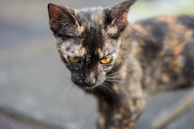 Close-up portrait of cat