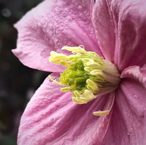 Close-up of fresh pink flower blooming outdoors
