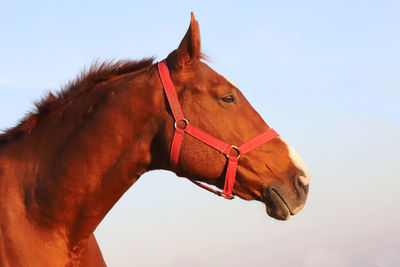 Side view of a horse against the sky
