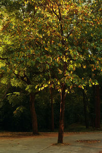 Trees in park during autumn