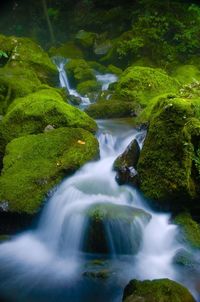 View of waterfall along trees