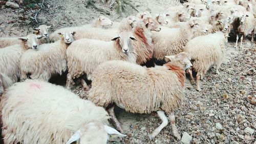Flock of sheep on ground