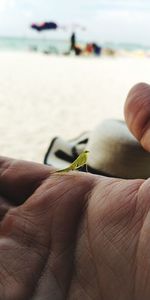 Close-up of hand holding small