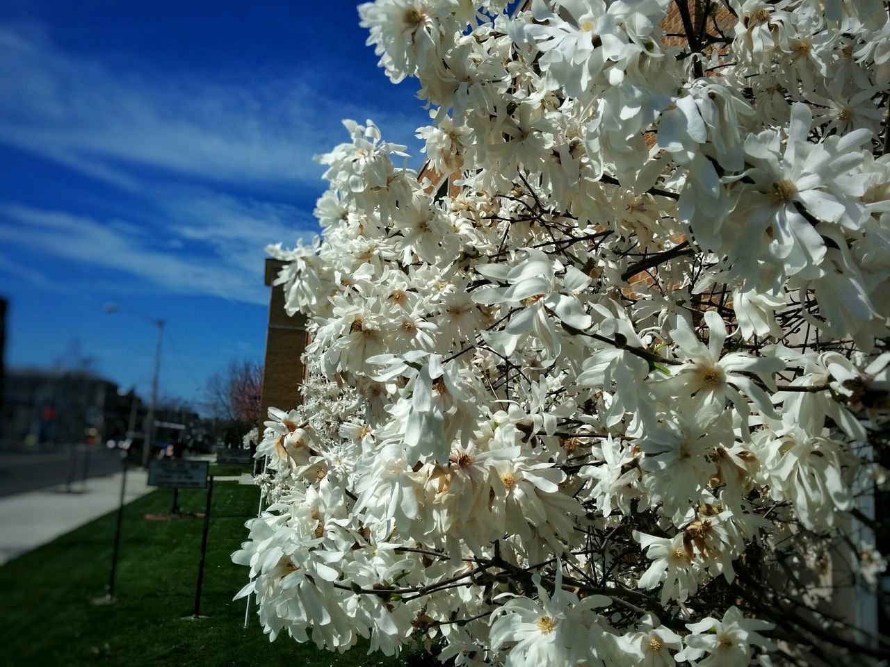 flower, tree, cherry blossom, white color, branch, freshness, fragility, blossom, growth, sky, cherry tree, nature, blooming, petal, beauty in nature, in bloom, focus on foreground, season, low angle view, close-up