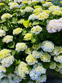 Full frame shot of flowers