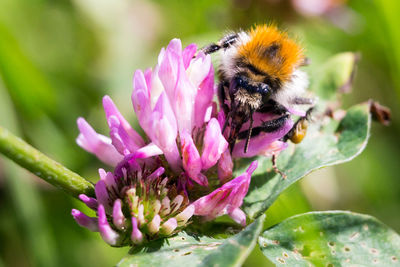 Close-up of bee pollinating on pink flower