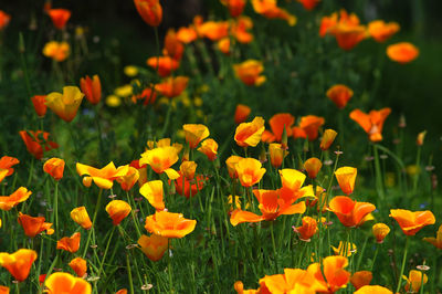 Close-up of orange flowering plants on field