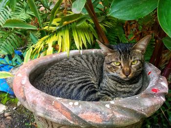 Portrait of cat in water