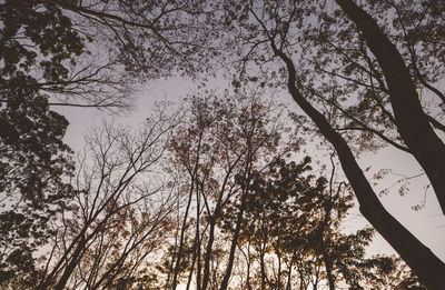 Low angle view of bare trees against sky