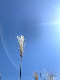 Low angle view of flowering plant against blue sky