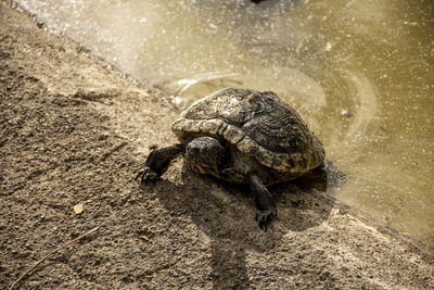 Close-up of a turtle in water