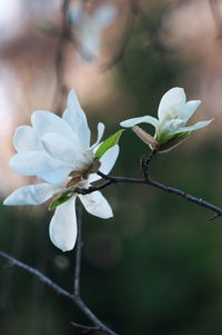 Close-up of white cherry blossoms in spring