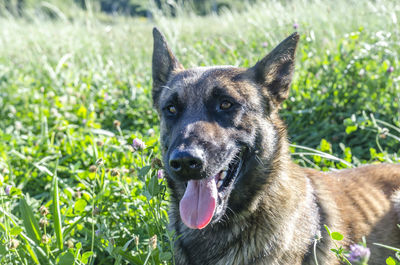 Close-up portrait of dog